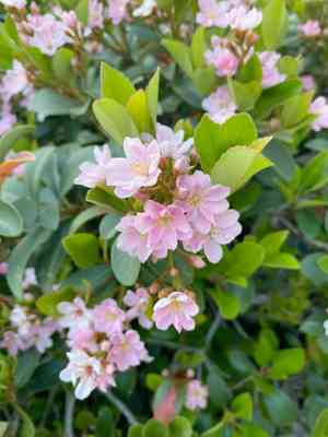Indian hawthorn(Rhaphiolepis indica)