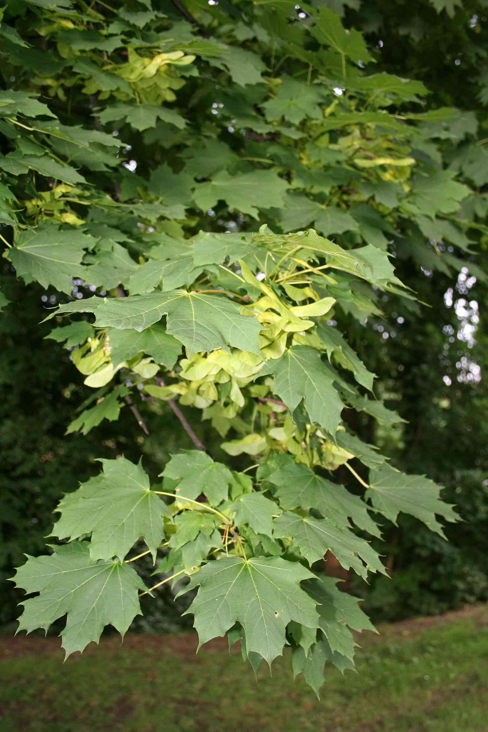 Norway maple(Acer platanoides)