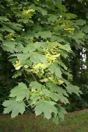 Norway maple(Acer platanoides)