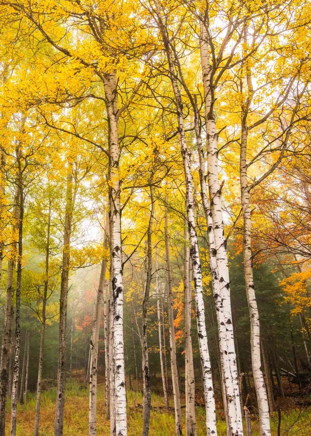 Paper birch(Betula papyrifera)
