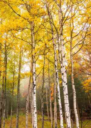 Paper birch(Betula papyrifera)