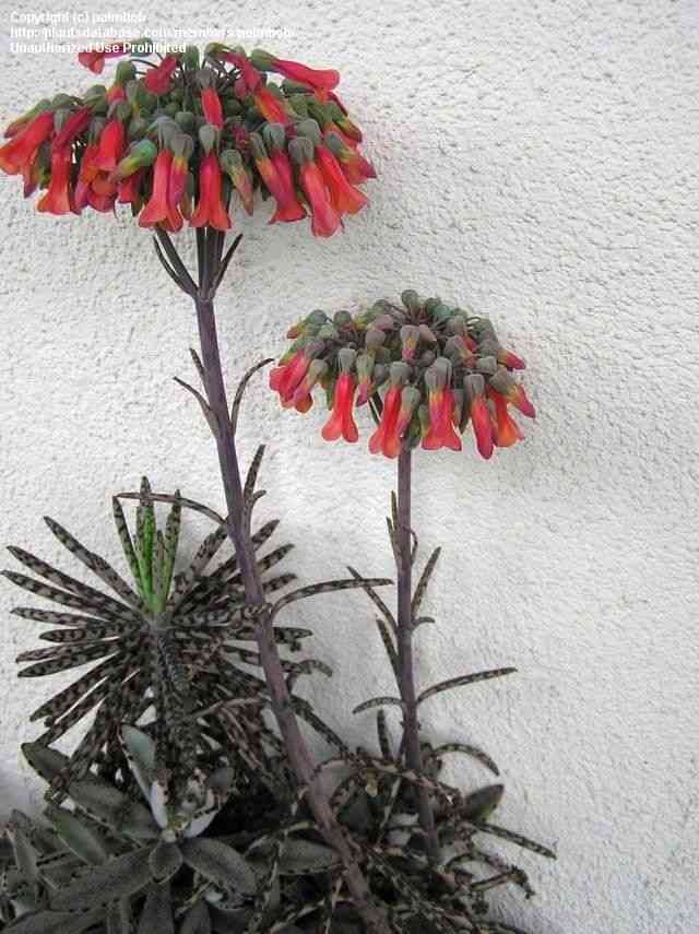 Chandelier plant(Kalanchoe delagoensis)