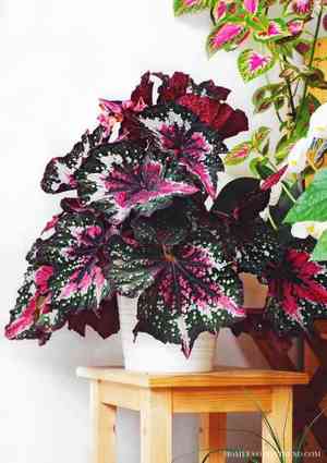 Painted-leaf begonia(Begonia rex)