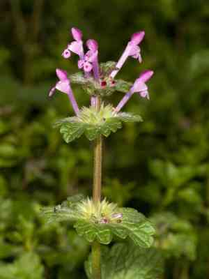 Henbit deadnettle(Lamium amplexicaule)