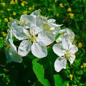European crab apple(Malus sylvestris)