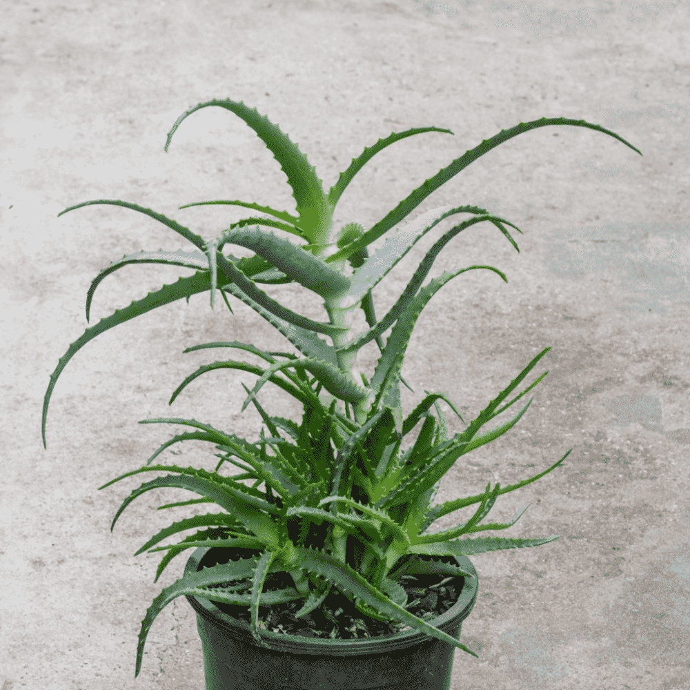 Candelabra aloe(Aloe arborescens)