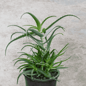 Candelabra aloe(Aloe arborescens)