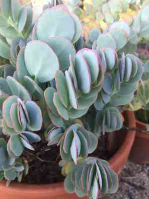 Kalanchoe serrata(Kalanchoe serrata)