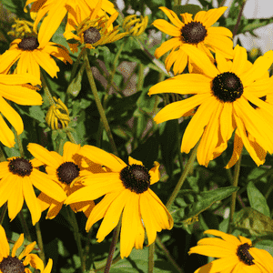 Black-eyed susan(Rudbeckia hirta)