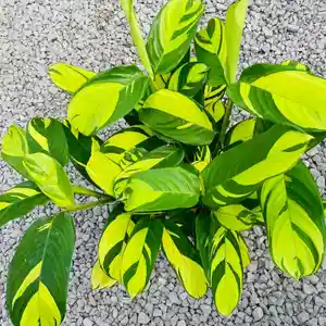 Bamburanta, Never Never Plant(Ctenanthe lubbersiana)