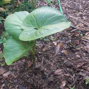 Hoja Santa(Piper auritum)