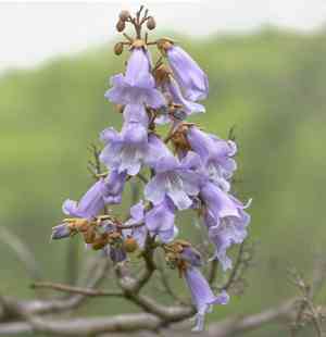 Empress tree(Paulownia tomentosa)