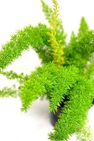 Sprenger's asparagus fern(Asparagus aethiopicus)