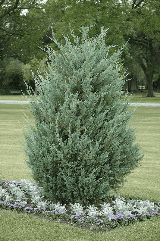 Rocky mountain juniper(Juniperus scopulorum)