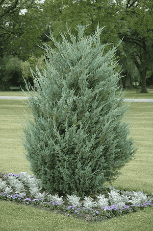 Rocky mountain juniper(Juniperus scopulorum)