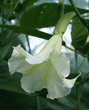 Angel's trumpet(Brugmansia suaveolens)
