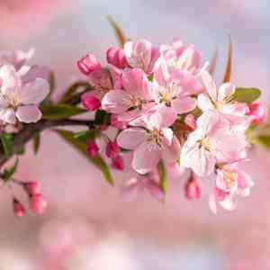 Peach(Prunus persica)