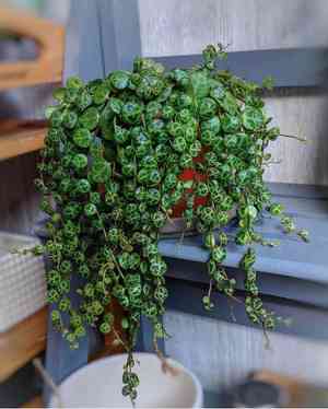 Peperomia prostrata(Peperomia prostrata)