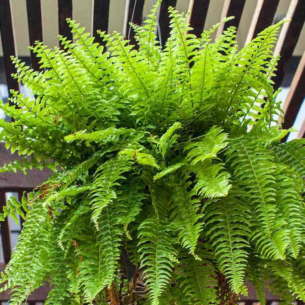 Boston fern(Nephrolepis exaltata)
