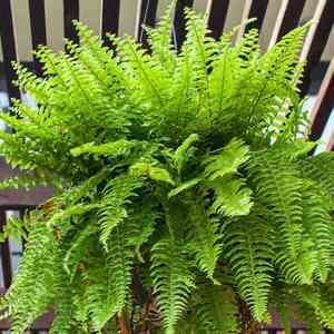 Boston fern(Nephrolepis exaltata)