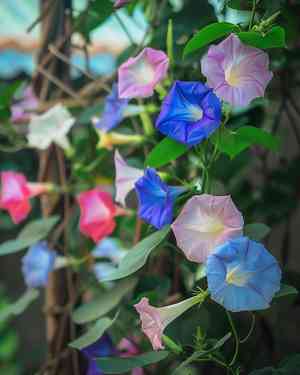 Common morning glory(Ipomoea purpurea)