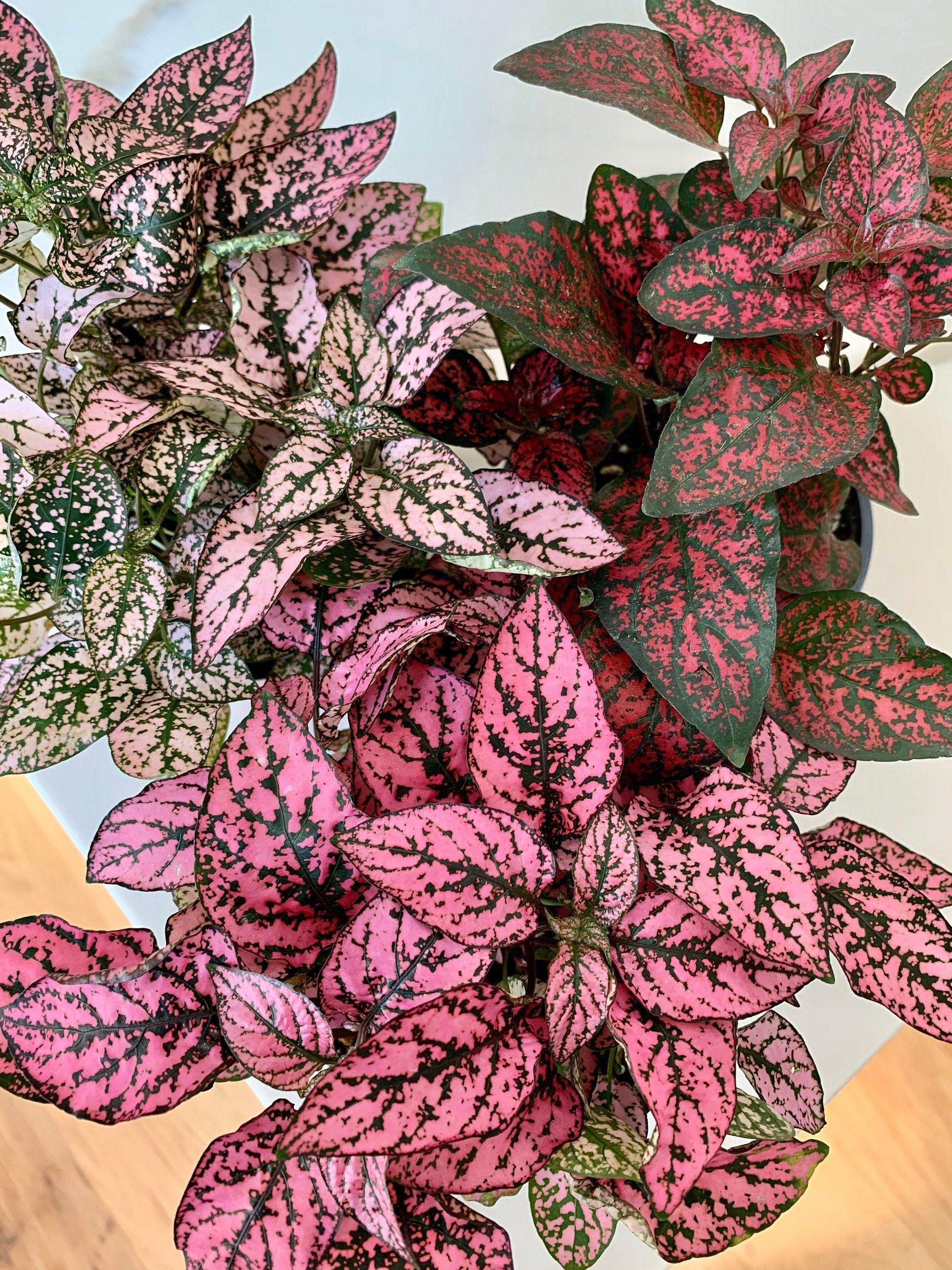 Polka dot plant
