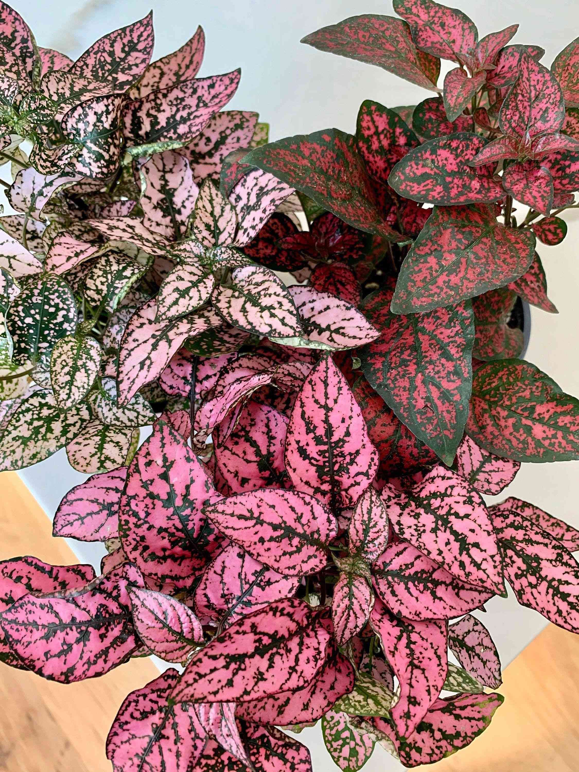 Polka dot plant(Hypoestes phyllostachya)