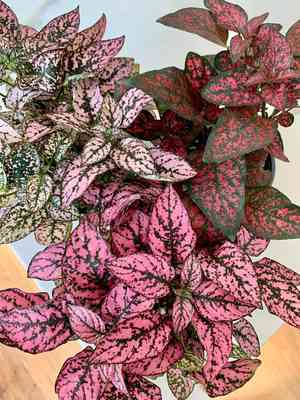 Polka dot plant(Hypoestes phyllostachya)