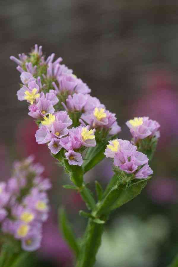 Wavyleaf sea lavender(Limonium sinuatum)