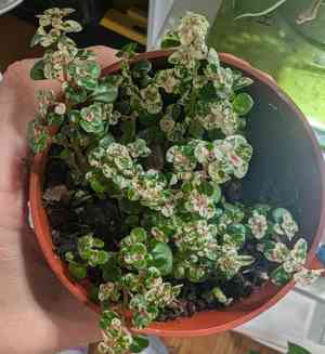 Artillery plant(Pilea microphylla)