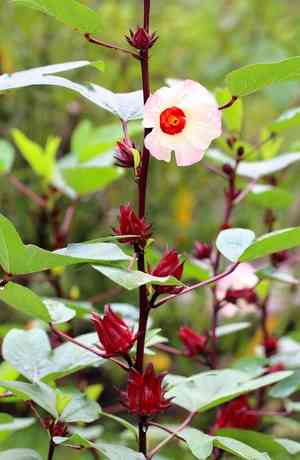 Roselle(Hibiscus sabdariffa)