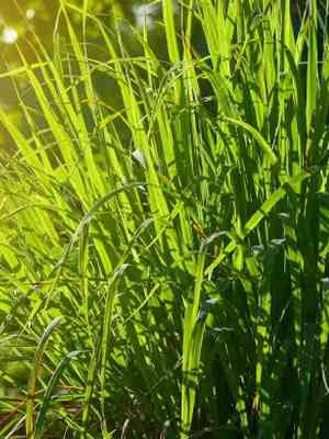 Citronella of Costa Rica(Citronella costaricensis)