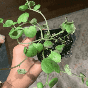 Vining Peperomia(Peperomia serpens)