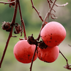 Japanese persimmon(Diospyros kaki)
