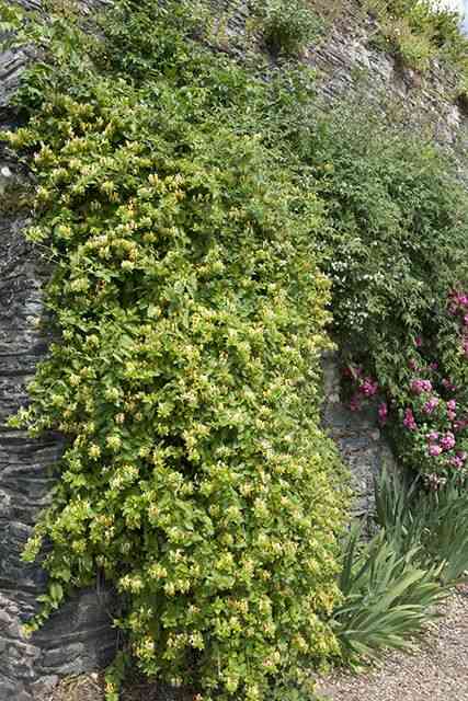 Japanese honeysuckle(Lonicera japonica)