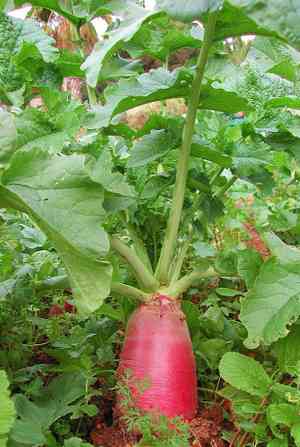 Radish(Raphanus sativus)