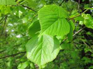 Tilia × europaea(Tilia × europaea)