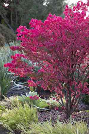 Burning bush(Euonymus alatus)