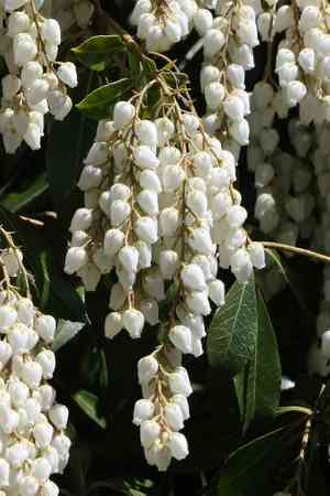 Japanese pieris(Pieris japonica)