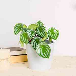 Watermelon peperomia(Peperomia argyreia)