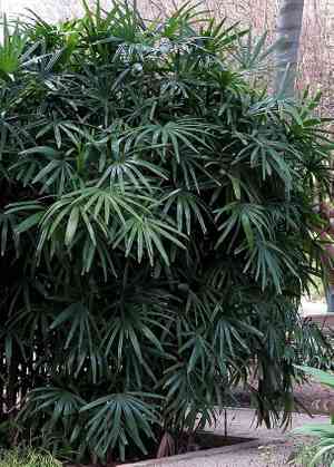 Lady Palm(Rhapis excelsa)