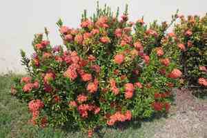 Chinese ixora(Ixora chinensis)