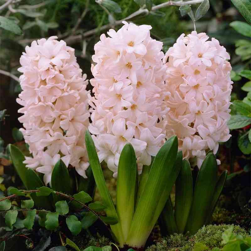 Common hyacinth(Hyacinthus orientalis)