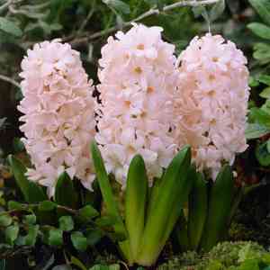 Common hyacinth(Hyacinthus orientalis)