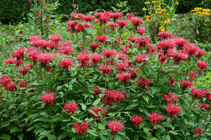 Scarlet beebalm(Monarda didyma)