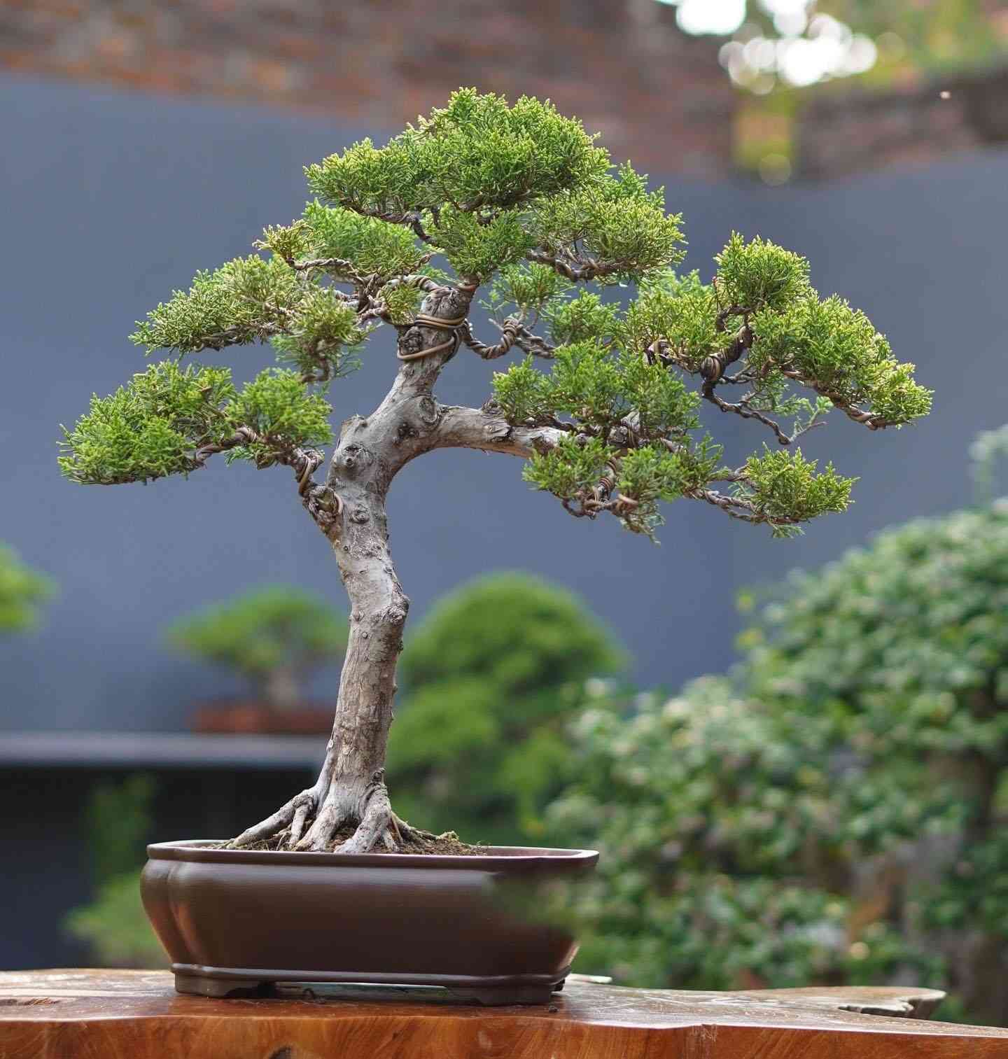 Chinese juniper(Juniperus chinensis)