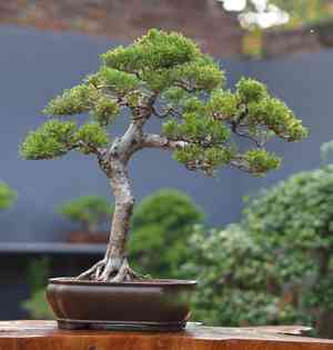 Chinese juniper(Juniperus chinensis)