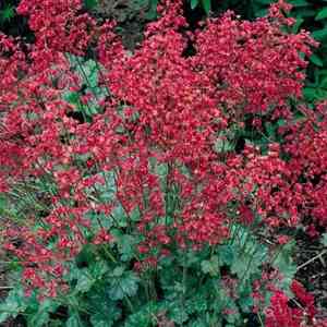Coral bells(Heuchera sanguinea)