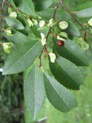 Chinese elm(Ulmus parvifolia)