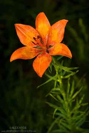 Orange lily(Lilium bulbiferum)